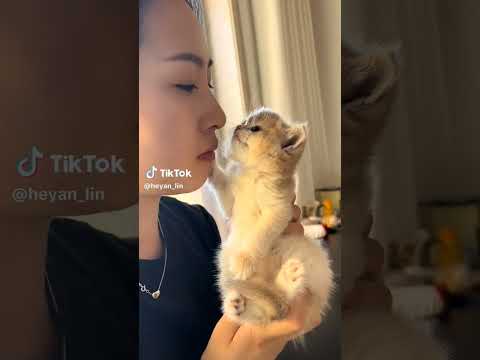 Credits to heyan_lin on tiktok #notmine #youtubeshorts #shortsviral #funny #memes #douyin #cats