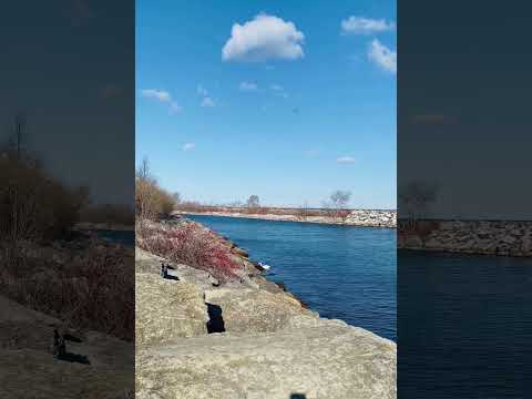 Хочется жить  Lake Ontario , March 2024