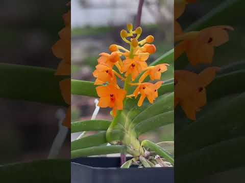 迷你百代蘭 Ascocentrum miniatum #plants #植物 #orchid #蘭花