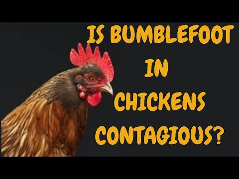 Bumblefoot In Chickens Contagious