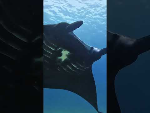 Come with me to dive with manta rays #shorts #youtube #shortsyoutube #youtubeshort #solotravelvlog