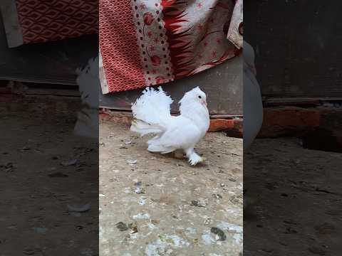 White 🤍 Lakkha Kabootar 🥰 // Sell Fancy Pigeon 🕊️ In Darbhanga 🤯 // Fantle Pigeon #lakkha  #shots