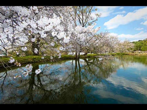 内山永久寺跡の桜 2024.04.01