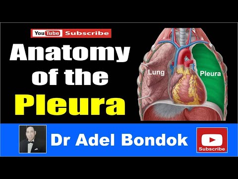 Anatomy of the Pleura, Dr Adel Bondok