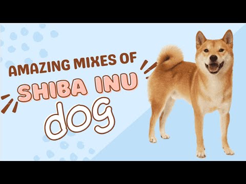 Shiba Inu Mix: The 5 Things You Need to Know Before You Get One