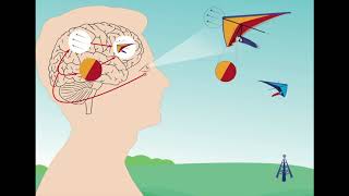 How brain rhythms organize our visual perception