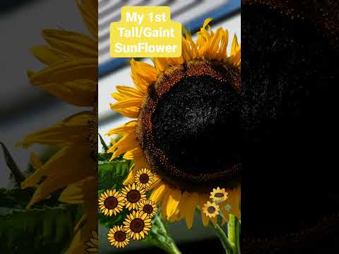 Gaint Sunflower - #shorts 1st Tall/Giant Sunflower in my Garden