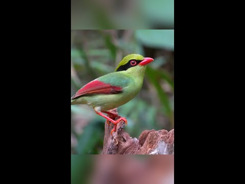 A Indochinese green magpie plays at ease