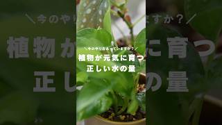 【水やりの正解】水やり1回あたりの水の量、正解が見つかりました。 #観葉植物 #観葉植物インテリア #観葉植物のある暮らし #観葉植物初心者 #水やり #観葉植物育て方 #観葉植物の育て方