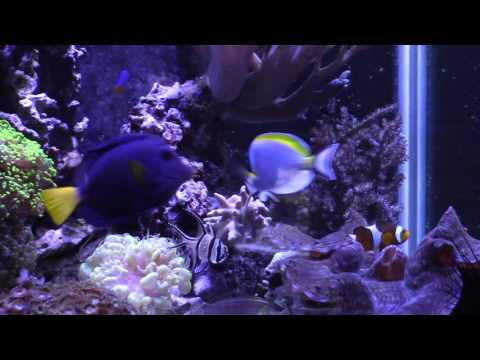 Powder Blue Tang Update and CA Reactor Problems (Reef Vlog)