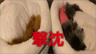 【撃沈】愛犬をダメにするベッド‼️噂は本当だった⁉️  #トイプードル生活#宇野樹#Uno1ワンチャンネル#ペット用品#ニトリの犬をダメにするベッド