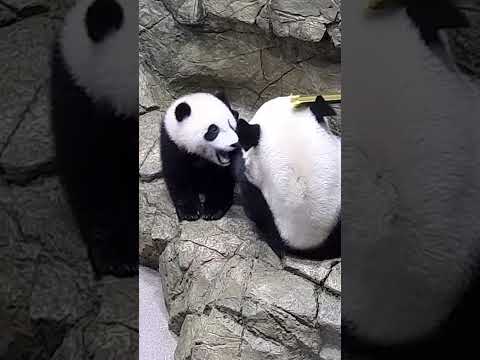 Panda cam highlights! 🐼  Smithsonian Channel