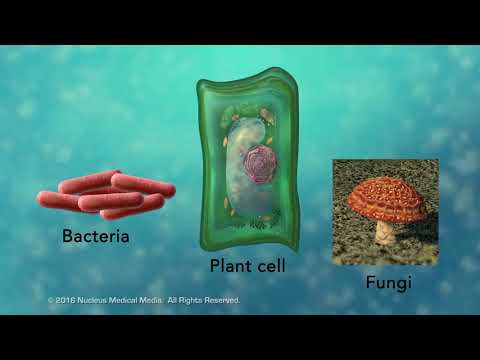 Overview of Cell Boundaries