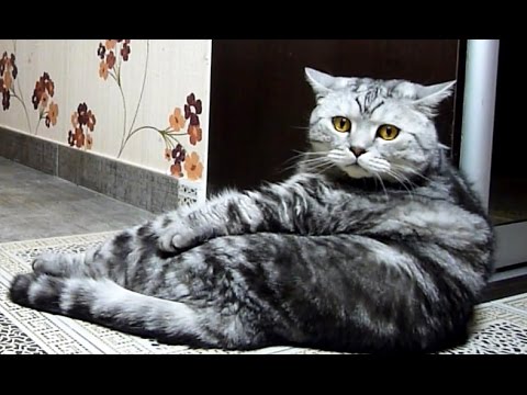 Hangover | Funny Cats  joke