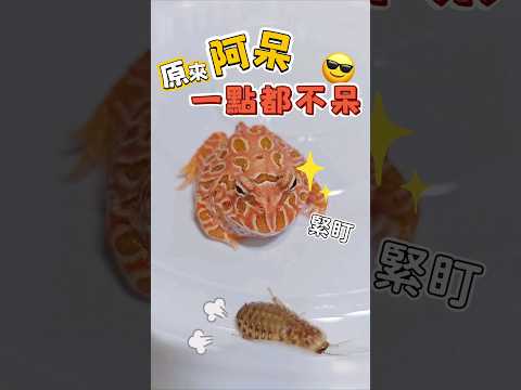 阿呆根本是裝呆🤭牠喜歡自己獵捕，夾到牠嘴邊的牠才不要勒😂