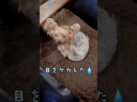 目をケガしたから、今日は静かにしてるょ🐶💧