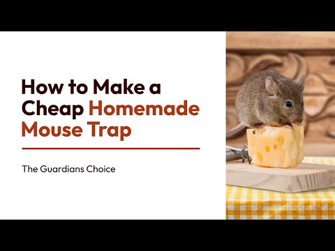 3 Ways to Make a Cheap Homemade Mouse Trap | The Guardian's Choice