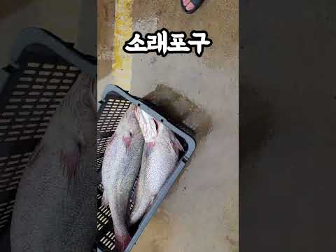 korean fish