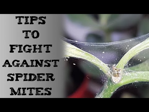 How to save a dying plant 白蜘蛛病的防治方 मकड़ी का Cómo deshacerse de los ácaros araña Spinnmilben bekämpf