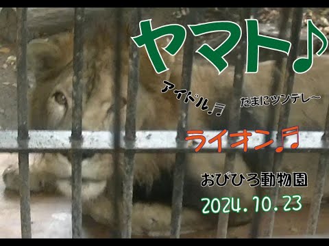 おびひろ動物園　一人遊びも上手なヤマト♬元気です♪２０２４年10月23日♬