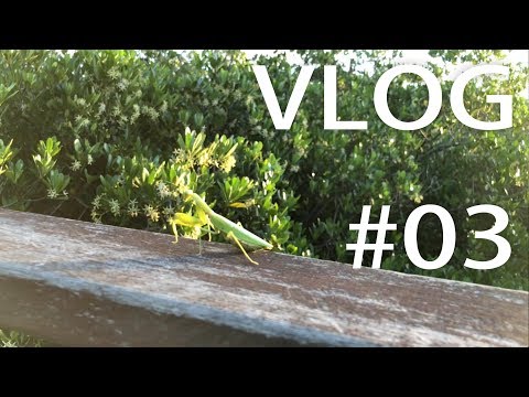 [VLOG#03]淡水紅樹林木棧道散步 來去看水筆仔