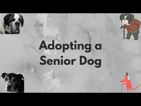 Adopting Senior Dog pros and cons. Senior dog adoption.