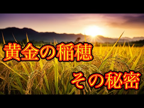 米が語る千年の物語：知られざる文化と未来への鍵