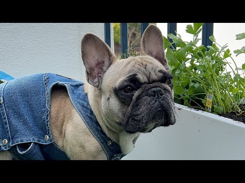 Check out our dog-friendly garden!!