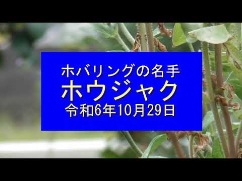 ホバリングの名手 ホウジャク 令和6年10月29日