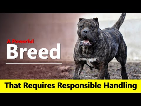 Presa Canario: A Powerful Breed That Requires Responsible Handling