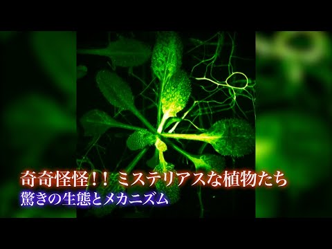 奇奇怪怪！！ミステリアスな植物たち 驚きの生態とメカニズム｜ガリレオX第237回