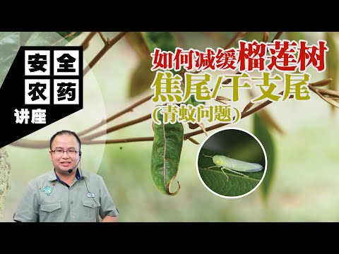 【Baba安全农药讲座】青蚊爆发期警报！榴莲树嫩叶都快被青蚊吃完了？！| 如何减缓榴莲树焦尾/干支尾（青蚊问题）？