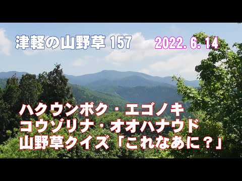 津軽の山野草157(ﾊｸｳﾝﾎﾞｸ・ｴｺﾞﾉｷ・ｺｳｿﾞﾘﾅ・ｵｵﾊﾅｳﾄﾞ・山野草ｸｲｽﾞ「これなあに？」)