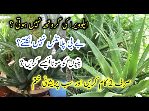 Aloe Vera plant Care in Summer/ایلوویرا گروتھ کیوں نہیں کرتا/Aloe Vera Plant Growth Tips