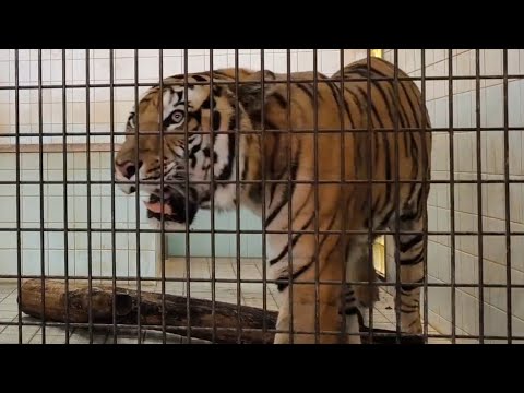 【トラ】【愛媛県立とべ動物園】バックヤードに帰りたい？唸り声を上げるオウガ！