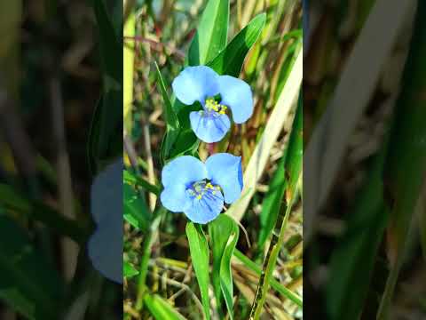 Grassflower | the world's most beautiful grassflower release video