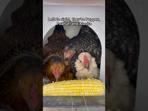 Rehoming My Three Broody Hens #broodyhen #chickens #chicks #petcare