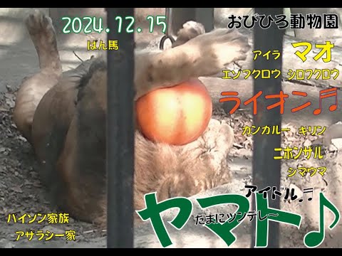 おびひろ動物園　寒さ本番だ♬遊びも本番ヤマト♬とマオやら仲間たち♬2024年12月15日♬