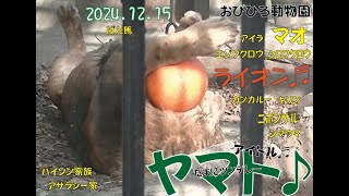 おびひろ動物園　寒さ本番だ♬遊びも本番ヤマト♬とマオやら仲間たち♬2024年12月15日♬