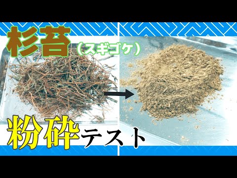 【コケをパウダーに】杉苔を粉末にできるのかテストしました