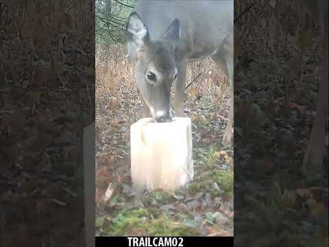 Whitetail Deer enjoying a SWEET & SALTY treat! #trailcamera #whitetaildeer #trailcamfootage