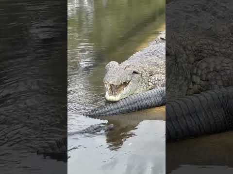 Lyle the Nile Crocodile Smiling!