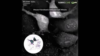 Mouse Fibroblastic Reticular Cell Mitosis