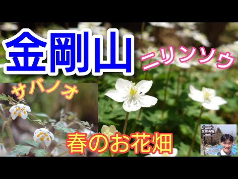 金剛山  ニリンソウ  春のお花畑