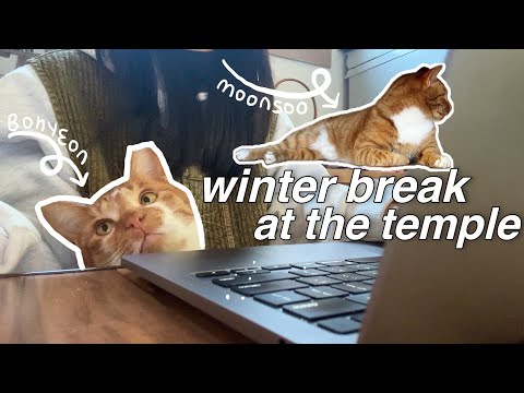 🇰🇷 temple stay with catsㅣbuilding cat house| studying for midterm in a greenhouse ㅣep.5