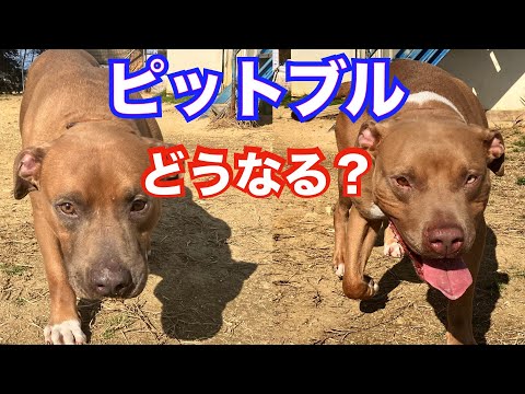 [Pit Bull] Will brother and sister fight when they reunite after two years?