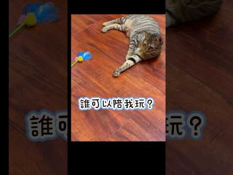 #貓咪日常#可愛動物#可愛貓咪#貓#貓咪#逗貓棒#cc#shorts