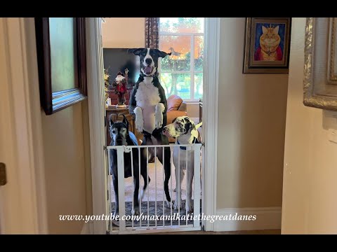 Excited Bouncing Great Danes Can't Wait To Meet & Greet Their Michigan Friends