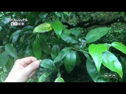 【プロフェッショナル　私の流儀】西地果樹園　吉永真由美さん（四国 徳島県）