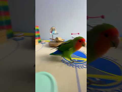 Bird Training : Smart lovebird Parrot | Smart Little Cute Parrot #training #smartparrot #cute